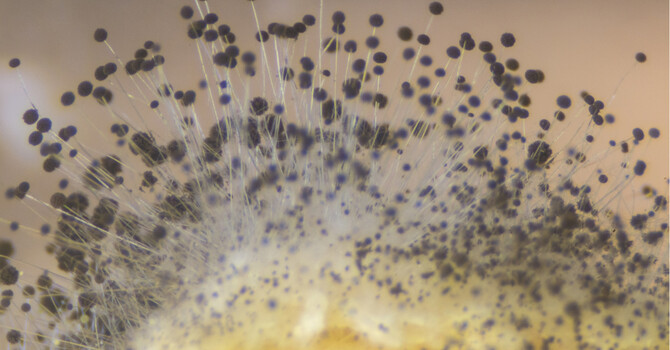 Mold Toxicity Treatment